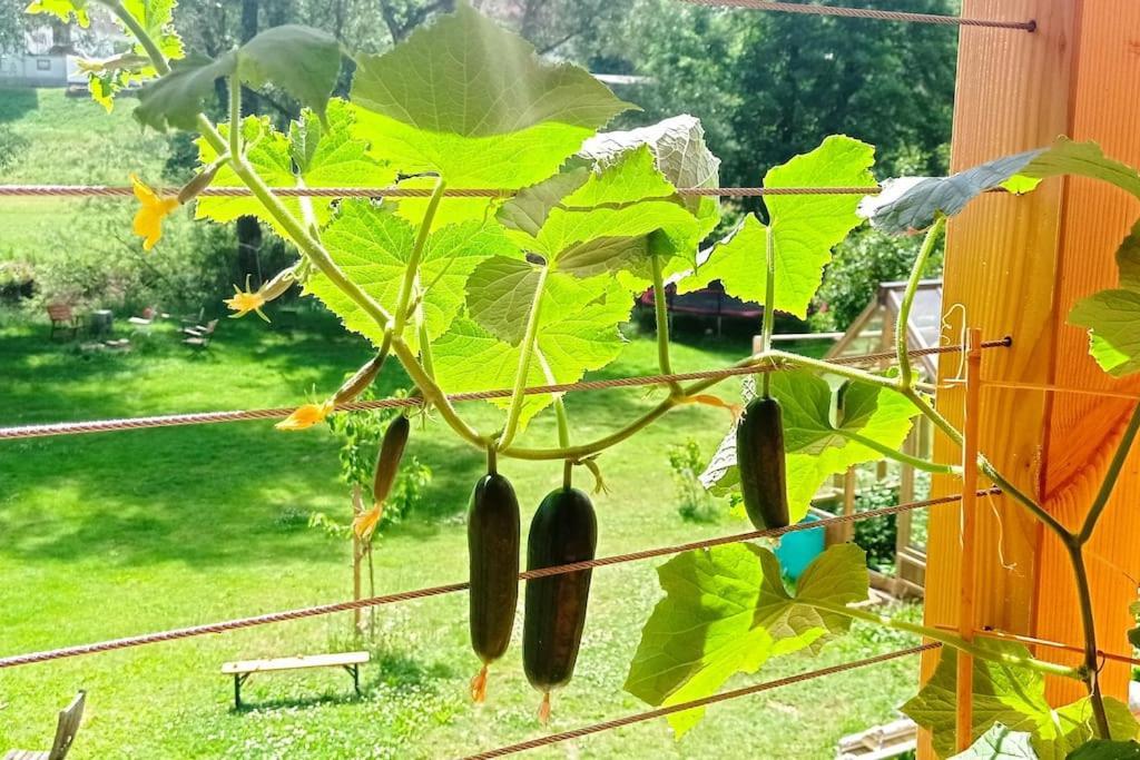 شقة Ferienglueck Im Schwarzwald Zimmern ob Rottweil المظهر الخارجي الصورة